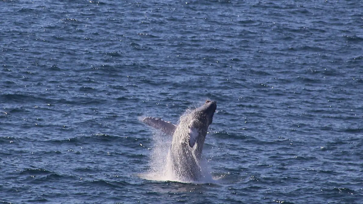 Especies marinas en peligro de extinción, en riesgo aun dentro de áreas protegidas 3 (1)